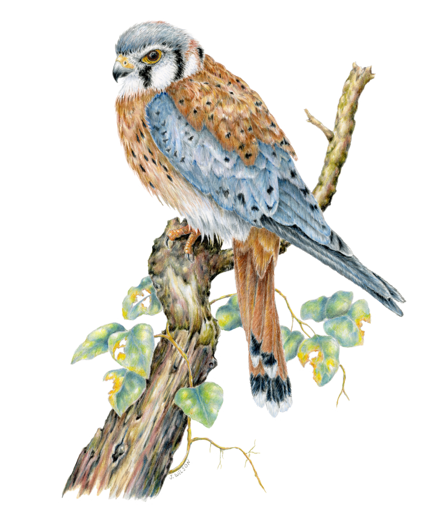Sparrow Hawk (Kestrel) Limited-Edition Print