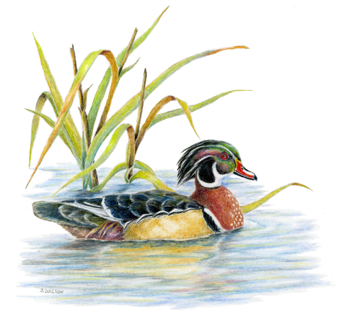 Wood Duck Limited-Edition Print