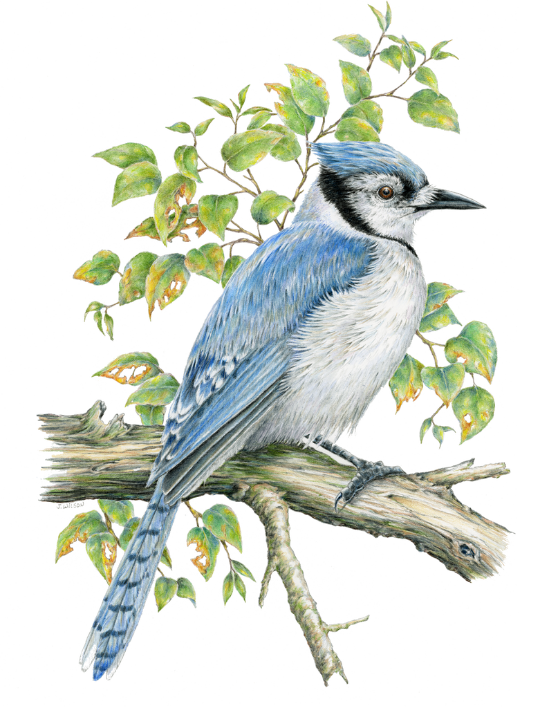 Blue Jay Limited-Edition Print