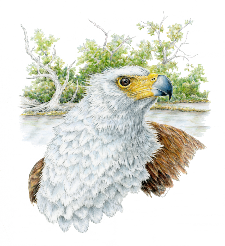 Fish Eagle Limited-Edition Print