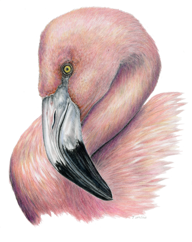 Flamingo Limited-Edition Print