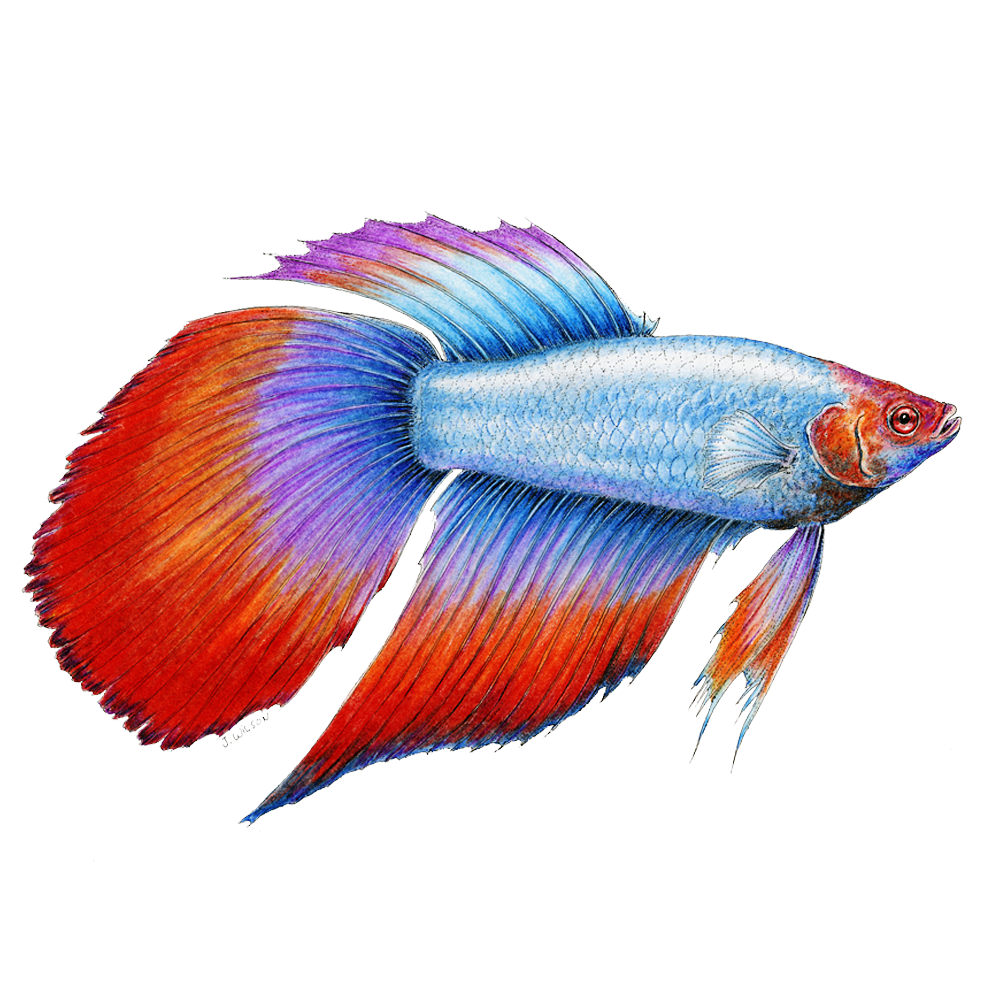 Beta Fish Limited-Edition Print