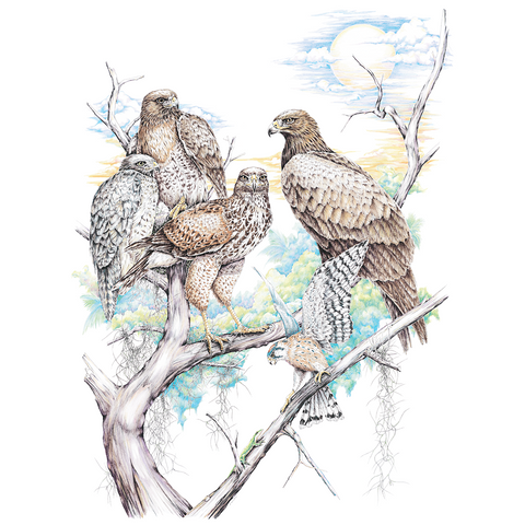 Birds of Prey, Limited-Edition Print