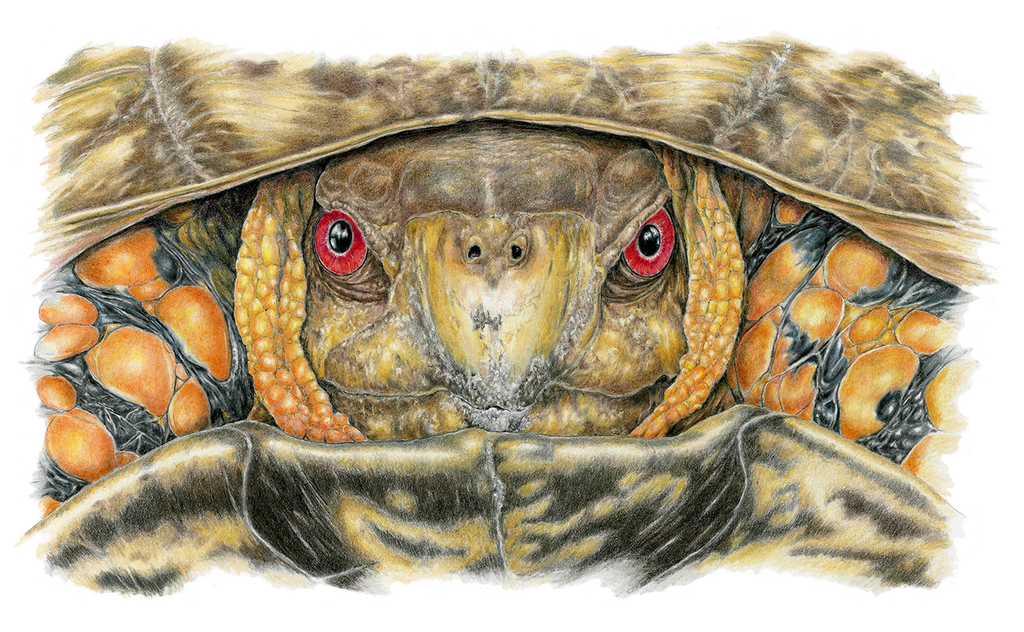 Male Box Turtle-Limited Edition Print