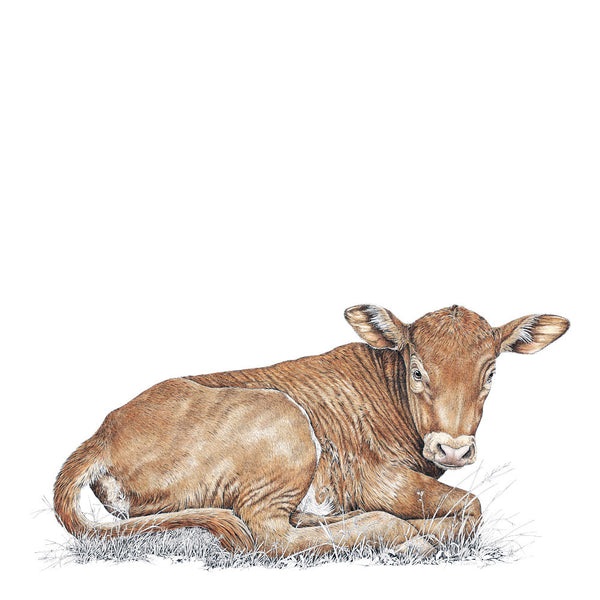 水彩壁絵 Watercolor *The Tender Calf Calf* Baby Cow PNG Clipart, 12x Calf Watercolor Clip Art Set