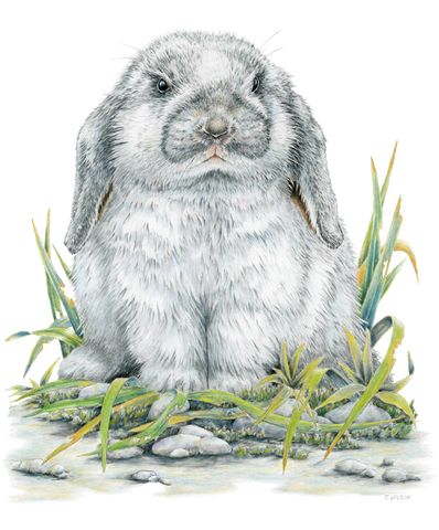 Flop eared Rabbit Limited-Edition Print