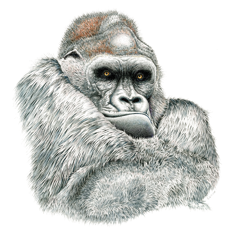 Gorilla Limited-Edition Print