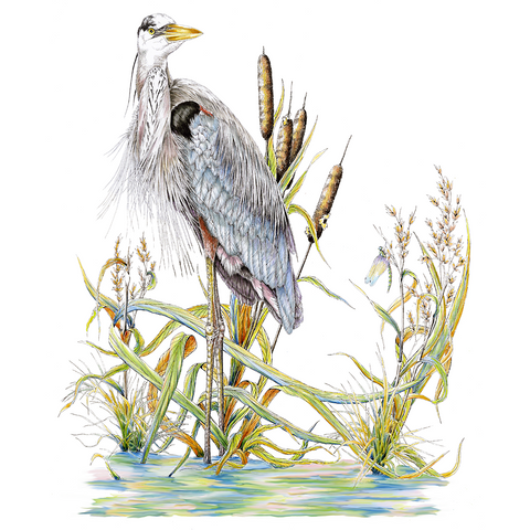 Great Blue Heron Limited-Edition Print
