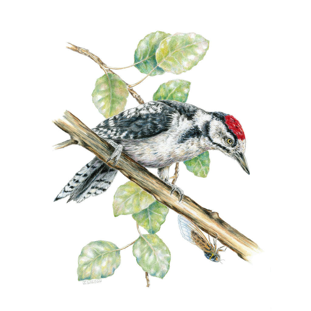 Great Spotted Woodpecker - Framed Original Drawing
