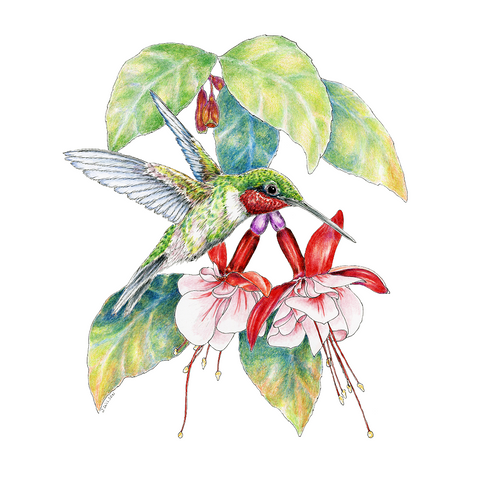 Hummingbird with Fuchsia Limited-Edition Print