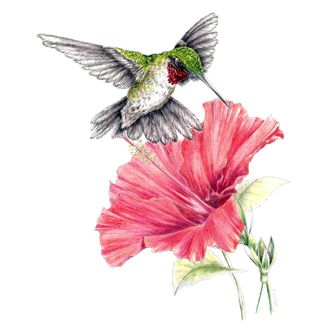 Hummingbird with Hibiscus Limited-Edition Print