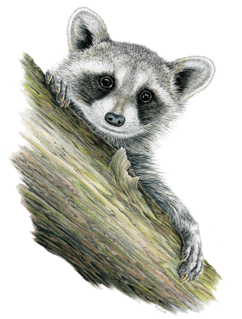 Raccoon Limited-Edition Print