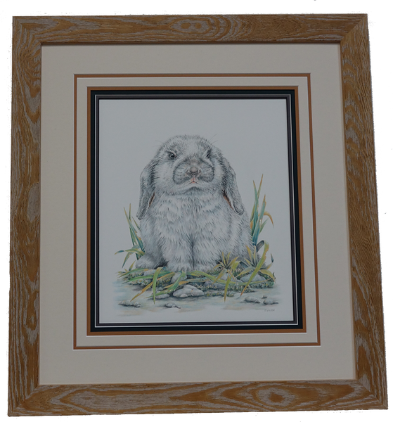 Flop Eared Rabbit- Framed Original Drawing