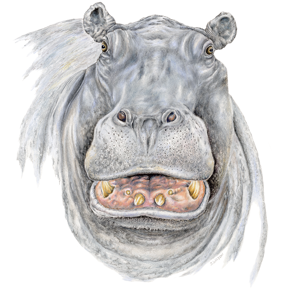 Hippo Face Limited-Edition Print