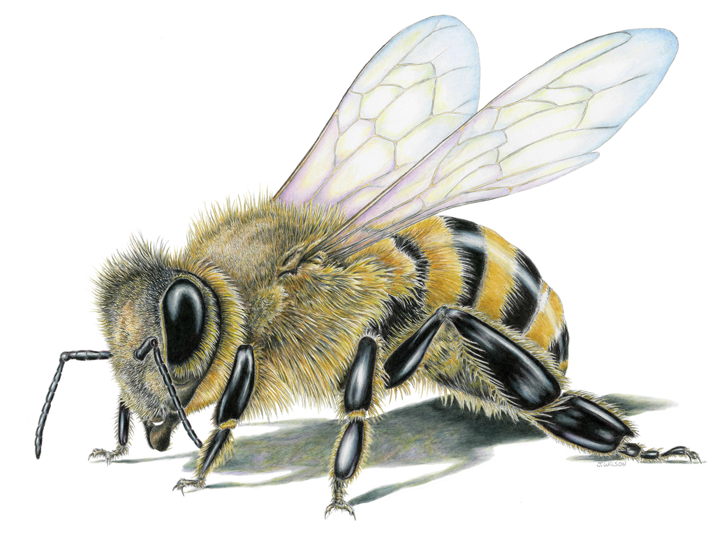 Honey Bee Sweatshirt