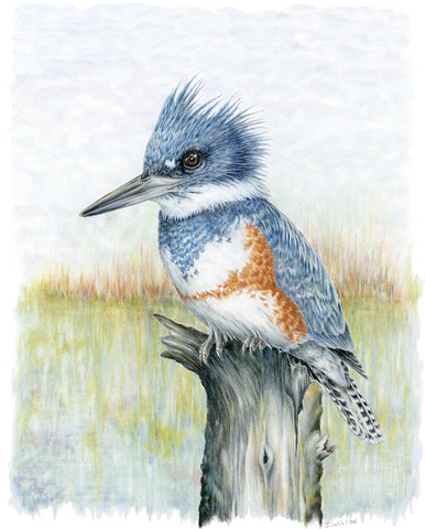 Kingfisher Limited-Edition Print