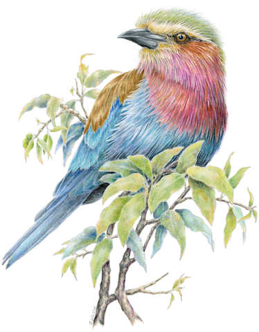 Lilac Breasted Roller Limited-Edition Print