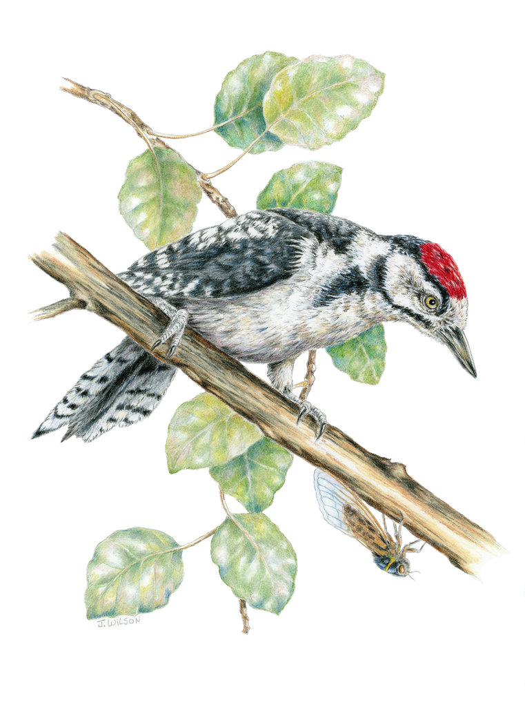 Great Spotted Woodpecker Limited-Edition Print