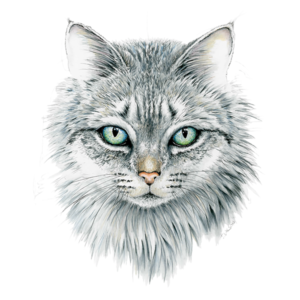Domestic Cat Face - Limited Edition Print