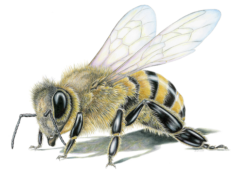 Honey Bee Limited-Edition Print