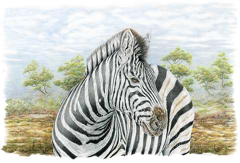 Zebra- Framed Original Drawing