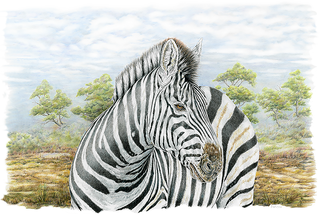 Zebra Limited-Edition Print