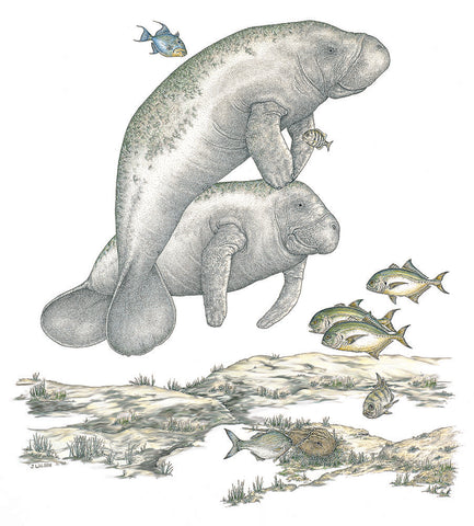 Two Manatees,  Limited-Edition Print