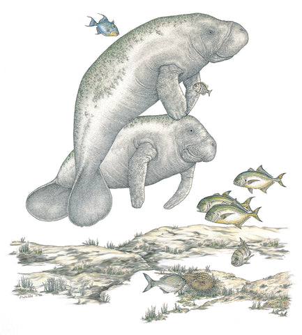 Manatees Wildlife T-shirt