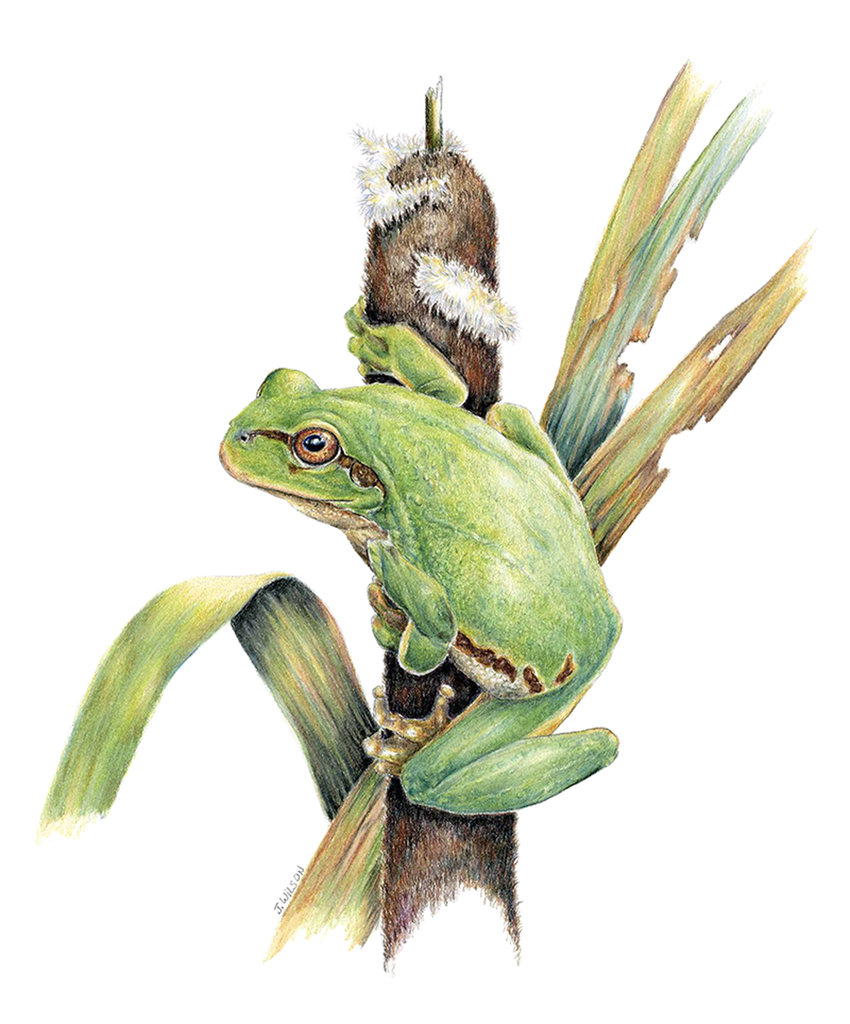 Chorus Tree Frog Limited-Edition Print