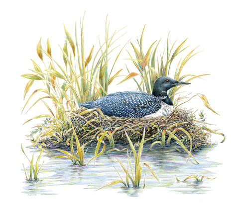 Common Loon
