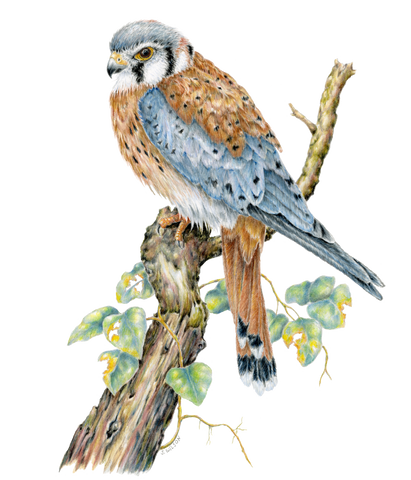 Sparrow Hawk (Kestrel) Limited-Edition Print