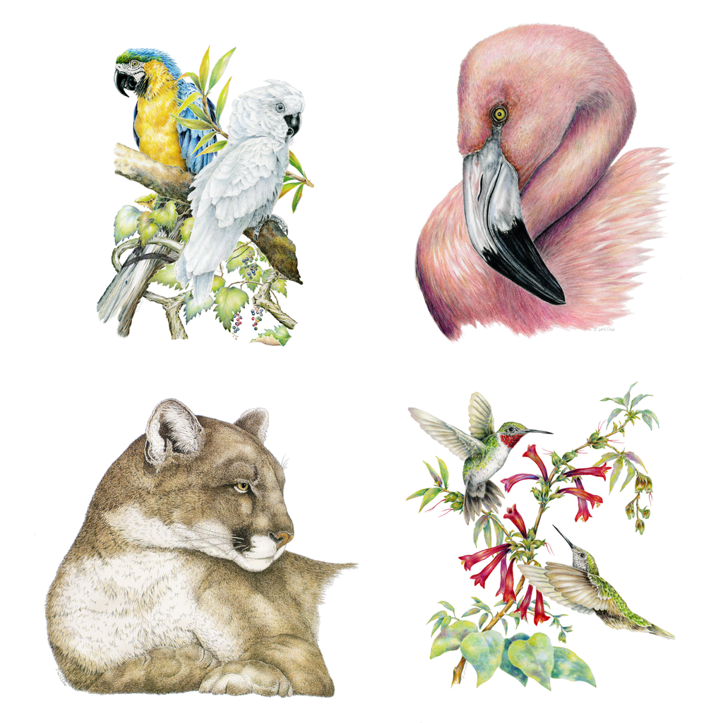 2024 Wildlife Calendar – Wildlife Drawings by Jim Wilson