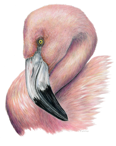 Flamingo Limited-Edition Print