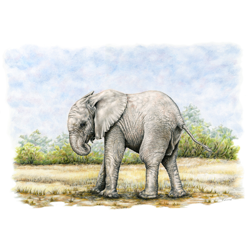 Baby Elephant - Framed Original Drawing