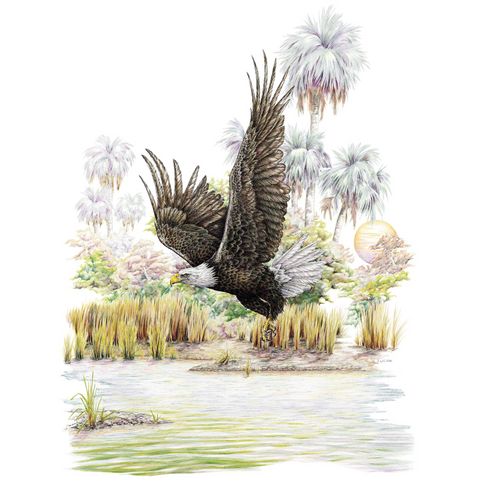 Bald Eagle Limited-Edition Print
