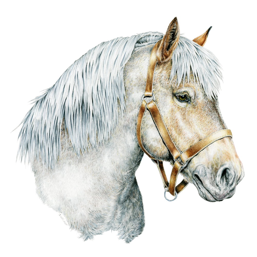 Belgian Draft Horse Limited-Edition Print