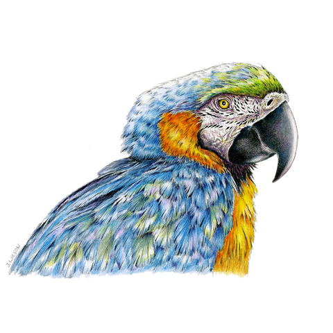 Blue and Gold Macaw Limited-Edition Print