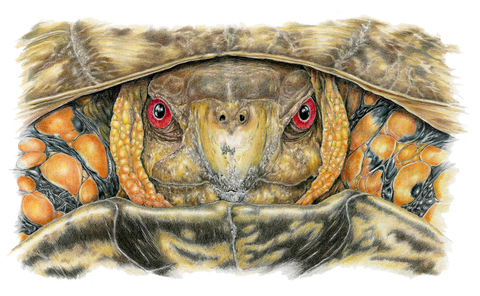 Male Box Turtle-Limited Edition Print
