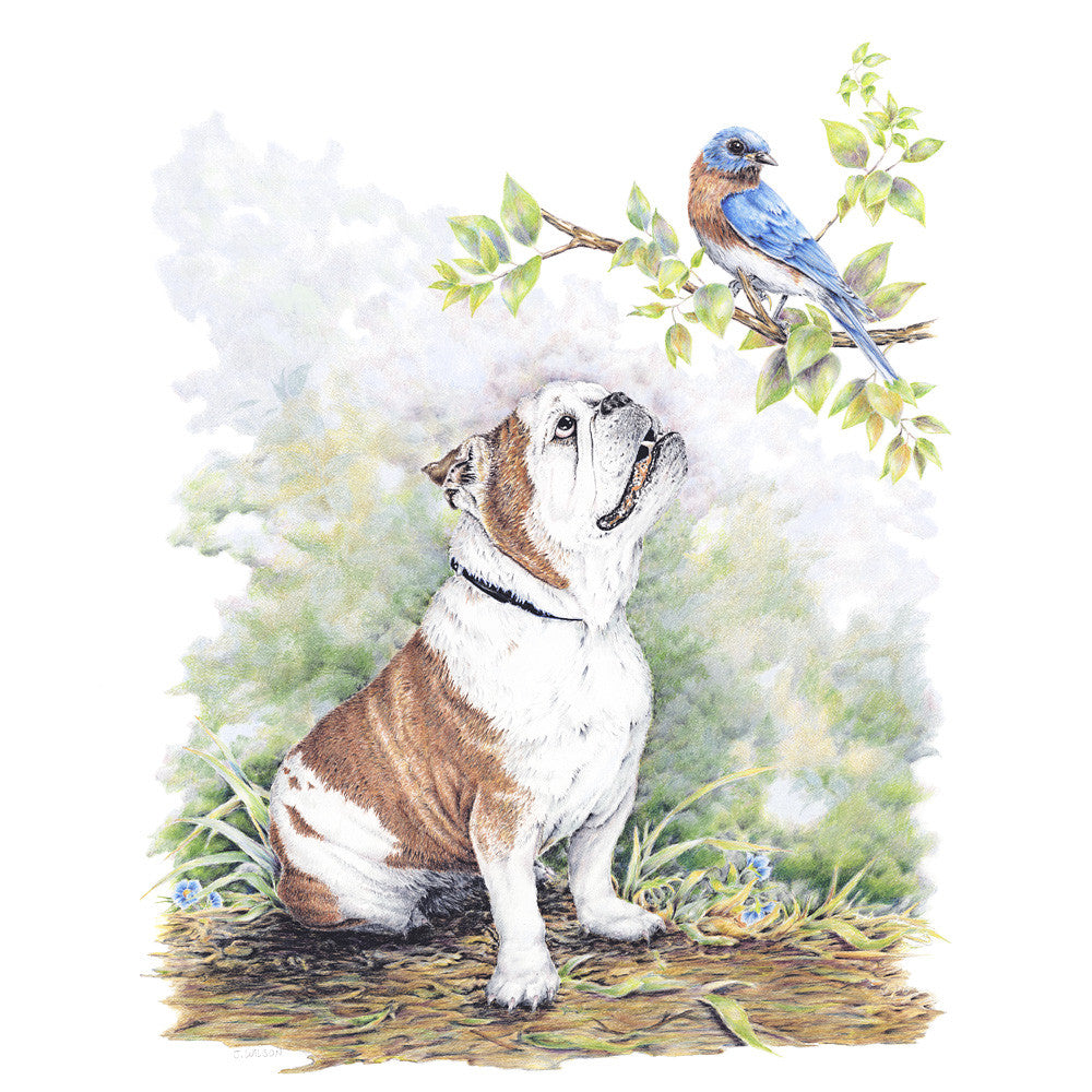 Bulldog with Bluejay- Framed Original Drawing