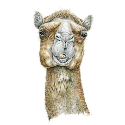 Camel Face - Framed Original Drawing