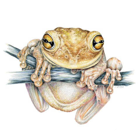 Cuban Tree Frog - Framed Original Drawing