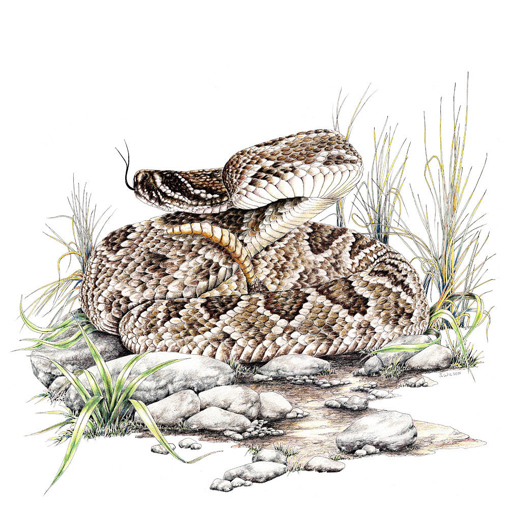 Diamondback Rattlesnake Limited-Edition Print