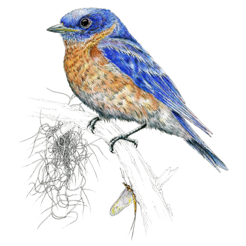 Eastern Bluebird Limited-Edition Print