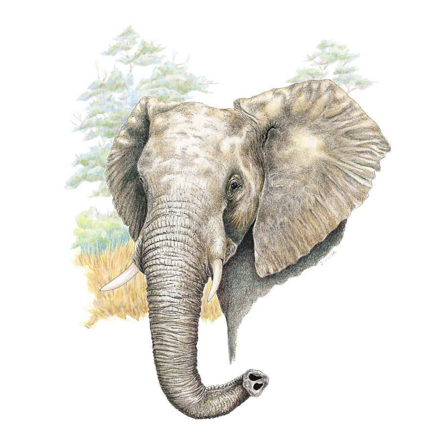 Elephant Limited-Edition Print