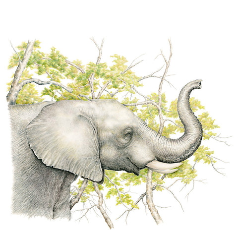 Elephant Profile - Framed Original Drawing