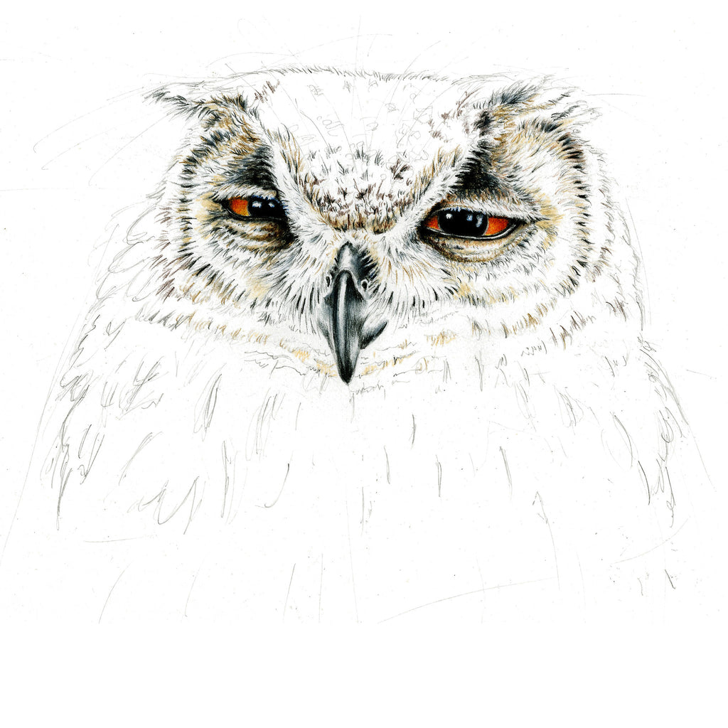 Eurasian Eagle Owl Limited-Edition Print