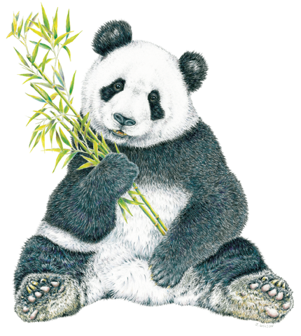 Panda Wildlife T-shirt