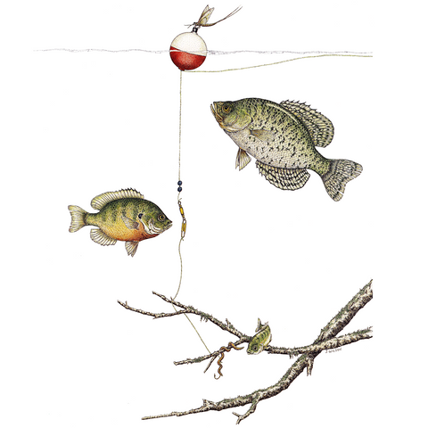 Fish with Bobber Limited-Edition Print