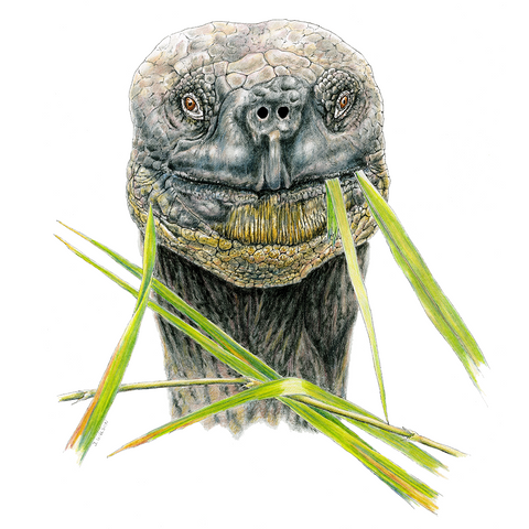 Galapagos Tortoise Face Limited-Edition Print