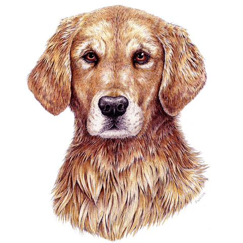 Golden Retriever Sweatshirt